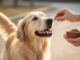 can dogs have coconut sugar